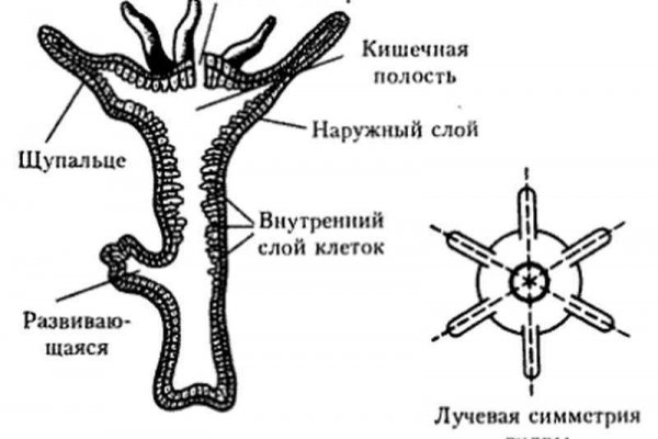 Кракен дарк